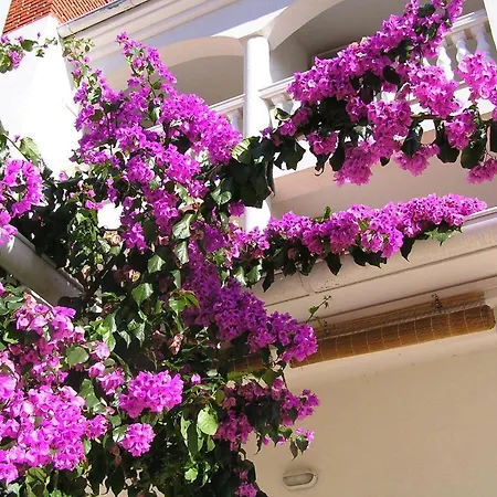 Paloma Blanca *