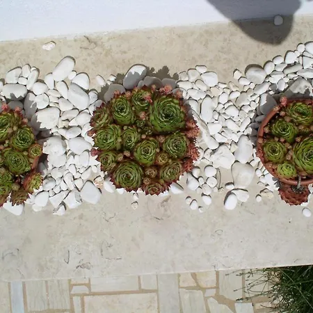 Apartman Paloma Blanca Medulin