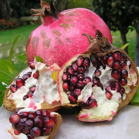 Appartamento Paloma Blanca Medolino