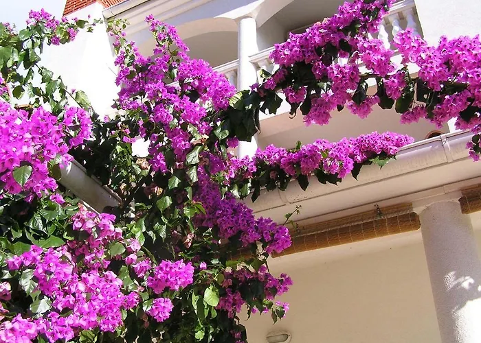 Paloma Blanca *
